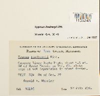 Calliergonella lindbergii image