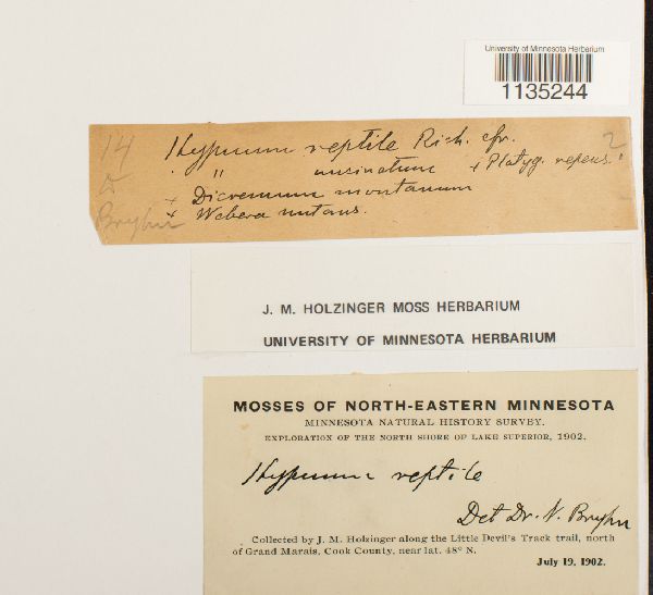 Hypnum pallescens image