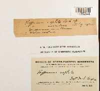 Media resource of Hypnum pallescens