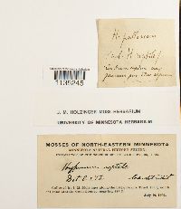 Hypnum pallescens image