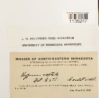 Hypnum pallescens image