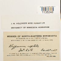 Hypnum pallescens image