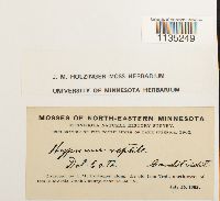 Hypnum pallescens image