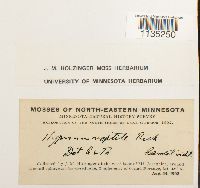 Hypnum pallescens image