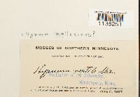 Hypnum pallescens image