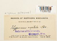 Hypnum pallescens image