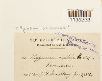 Hypnum pallescens image