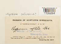 Hypnum pallescens image