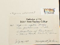 Hypnum pallescens image