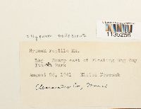 Hypnum pallescens image