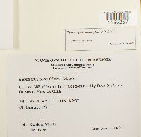 Hypnum pallescens image