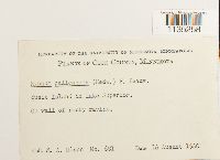 Hypnum pallescens image