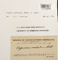 Hypnum pallescens image