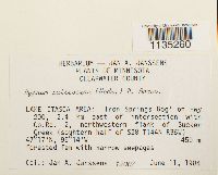 Hypnum pallescens image