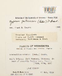 Hypnum pallescens image