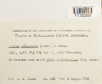 Hypnum pallescens image