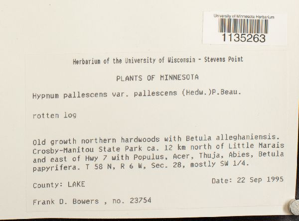 Hypnum pallescens var. pallescens image