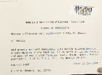 Hypnum pallescens var. pallescens image