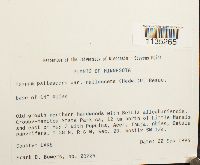 Hypnum pallescens var. pallescens image