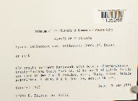 Hypnum pallescens var. pallescens image