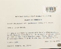 Hypnum pallescens var. pallescens image