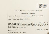 Hypnum pallescens var. pallescens image