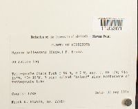 Hypnum pallescens image