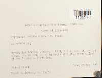 Hypnum pallescens image