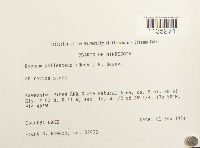 Hypnum pallescens image