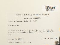 Hypnum pallescens image