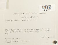 Hypnum pallescens image