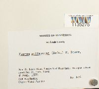 Hypnum pallescens image