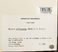 Hypnum pallescens image