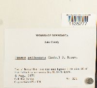 Hypnum pallescens image