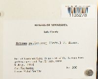 Hypnum pallescens image