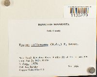 Hypnum pallescens image