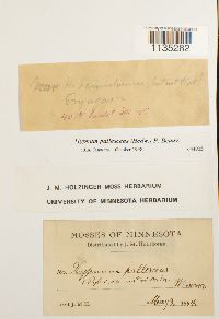 Hypnum pallescens image