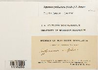 Hypnum pallescens image