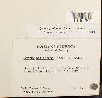 Hypnum pallescens image