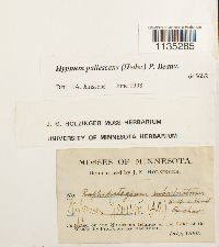 Hypnum pallescens image