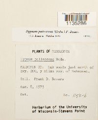 Hypnum pallescens image