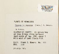 Hypnum pallescens image