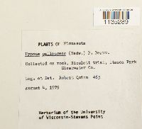 Hypnum pallescens image