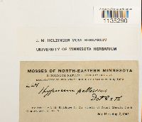 Hypnum pallescens image