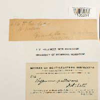 Hypnum pallescens image