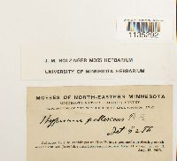 Hypnum pallescens image