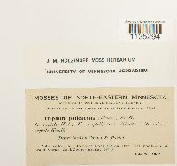 Hypnum pallescens image