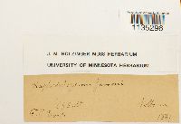 Hypnum pallescens image