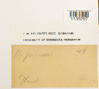 Hypnum pallescens image