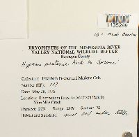 Hypnum pratense image